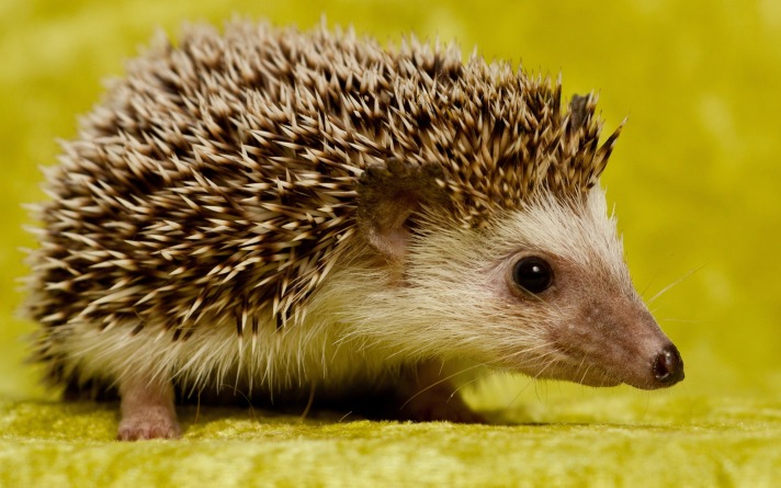 7003619-cute-hedgehog.jpg